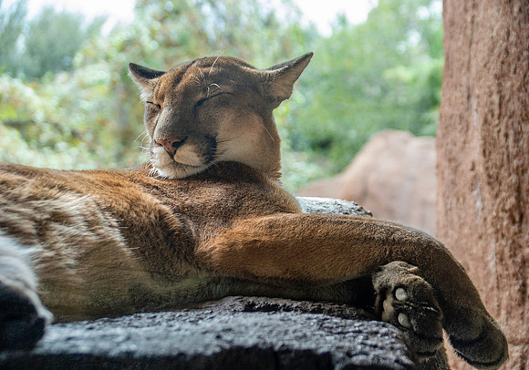 Mountain lion/ cougar/puma/panther