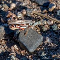 Migratory grasshopper