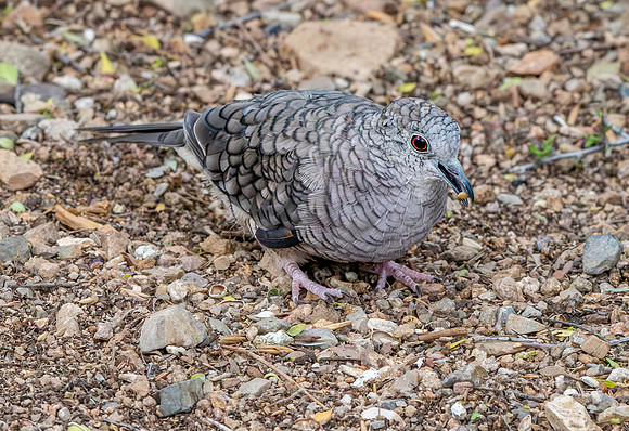Inca Dove