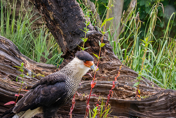 Crested caracara