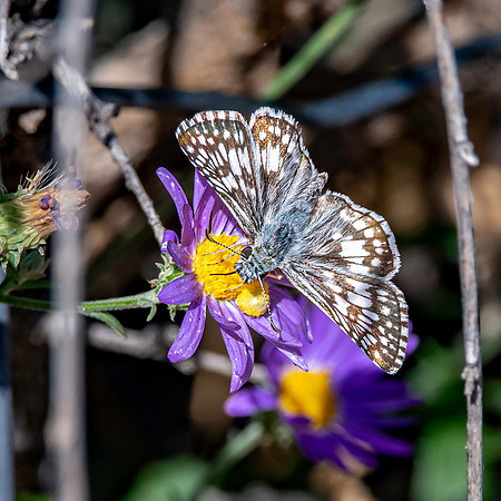 Chequered /checkered white