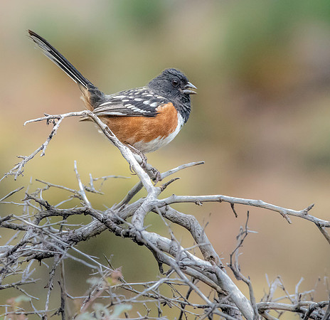 Spotted towhee