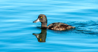 New Zealand scaup / pāpango