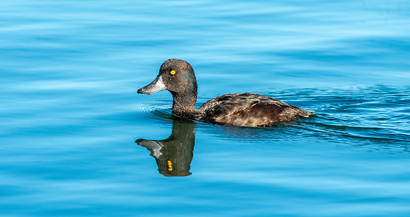 New Zealand scaup / pāpango