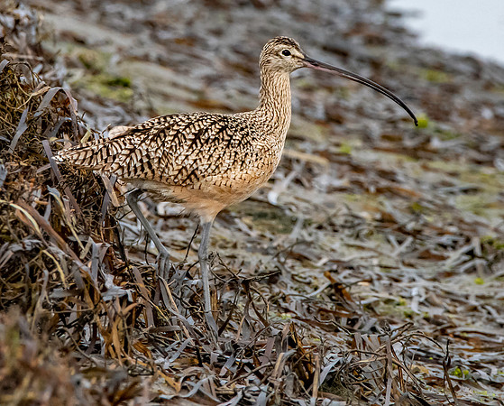 Long billed curlew