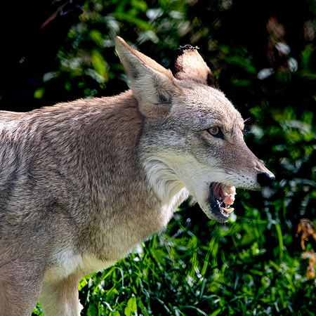 Coyote