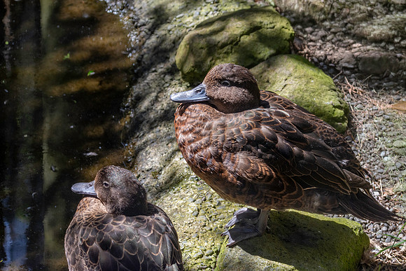 Brown teal / Pāteke