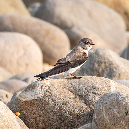 Pale martin