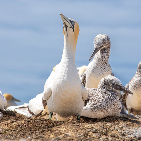 Southern, Australasian Gannet