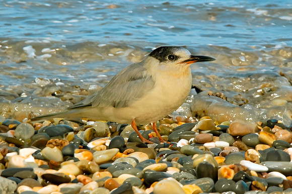 Roseate tern