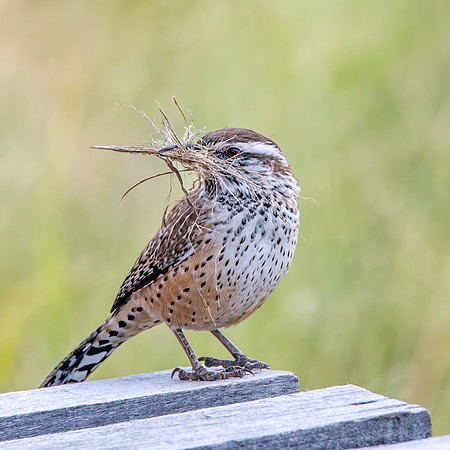 Cactus wren