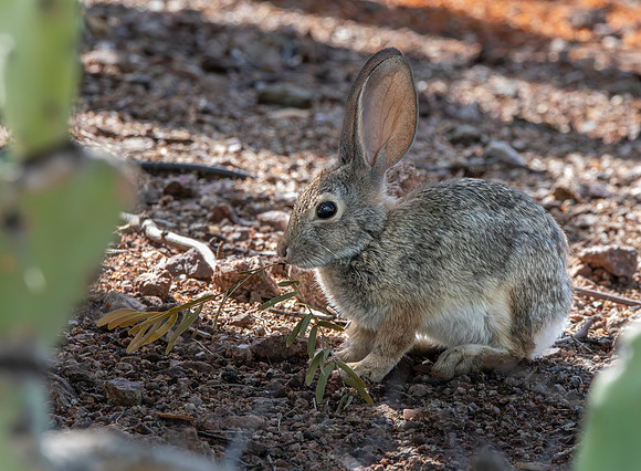 Desert cottontail