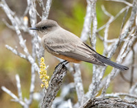 Say's phoebe