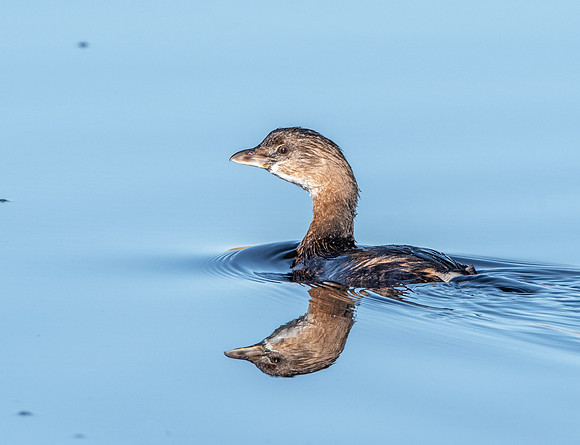 Pied billed grebe