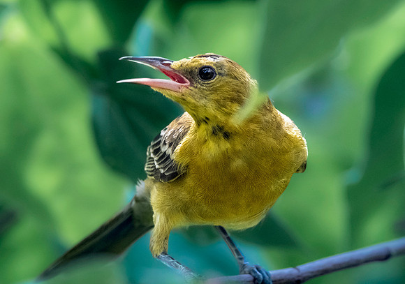 Hooded oriole, female
