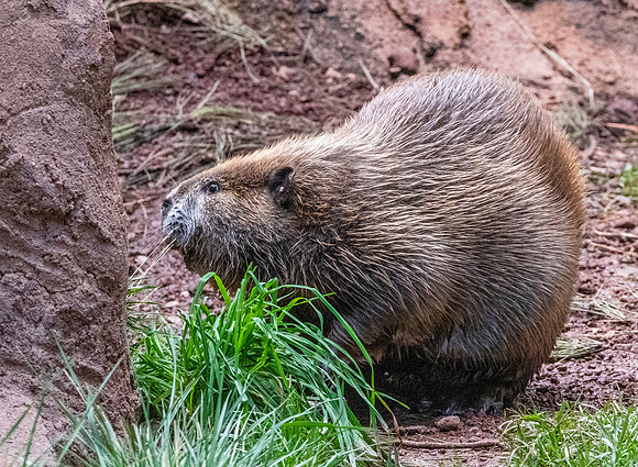 Beaver (Eurasian)