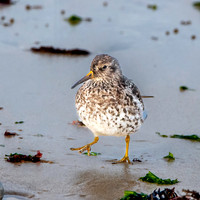 Purple sandpiper