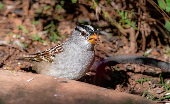 White crowned sparrow