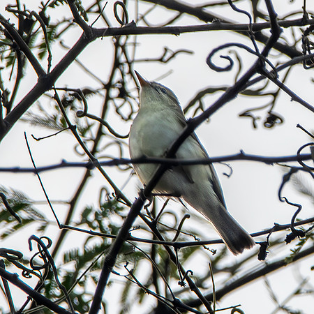 Brooks' leaf warbler