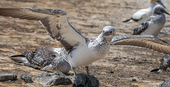 Southern, Australasian Gannet, immature