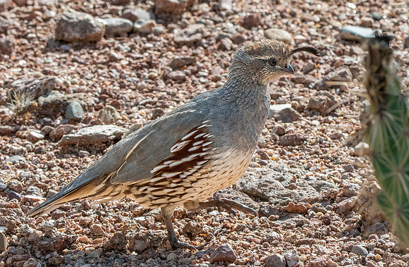 Gambel's Quail