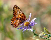 Variegated fritillary