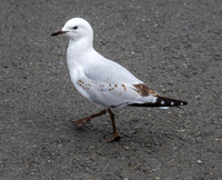 Black billed gull