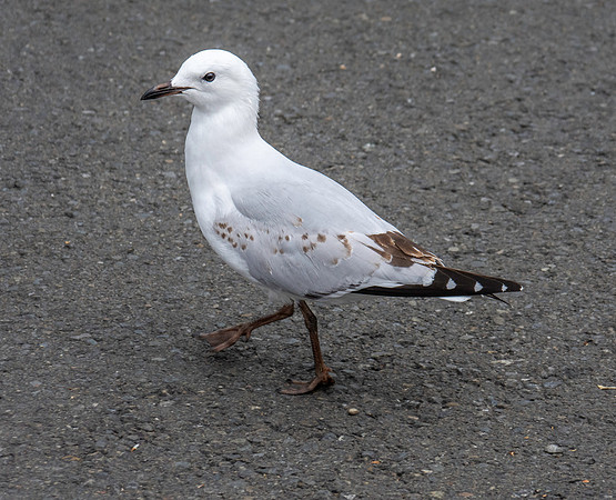 Black billed gull