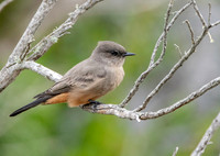 Say's phoebe