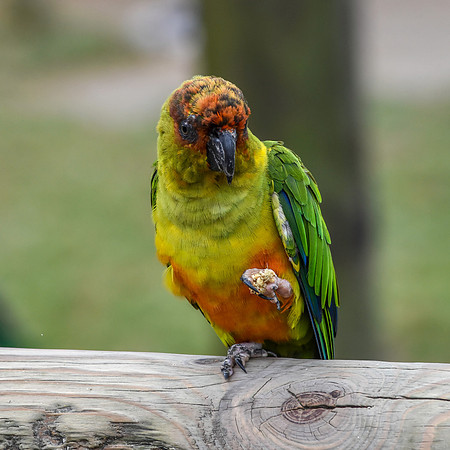 Jandaya parakeet