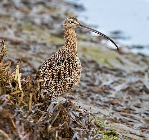 Long billed curlew