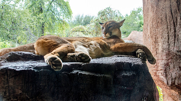 Mountain lion/ cougar/puma/panther