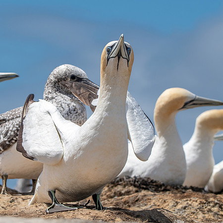 Southern, Australasian Gannet