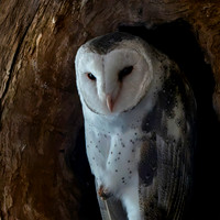 Australian barn owl / Eastern barn owl