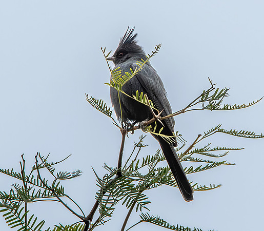 Phainopepla