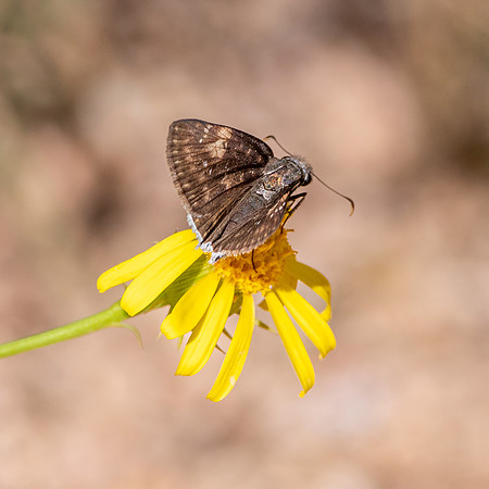 Funereal duskywing