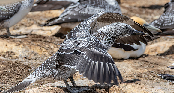 Southern, Australasian Gannet, immature
