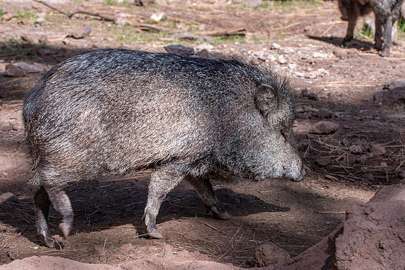Javelina