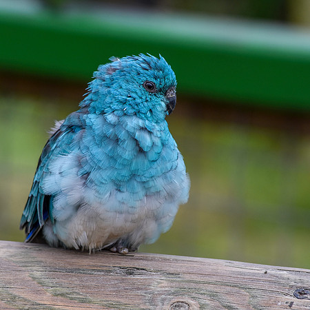 Red rumped parrot