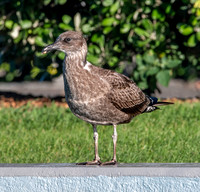 Kelp gull, immature