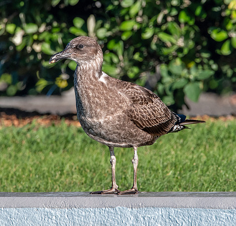Kelp gull, immature