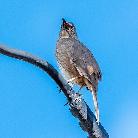 Curve-billed thrasher