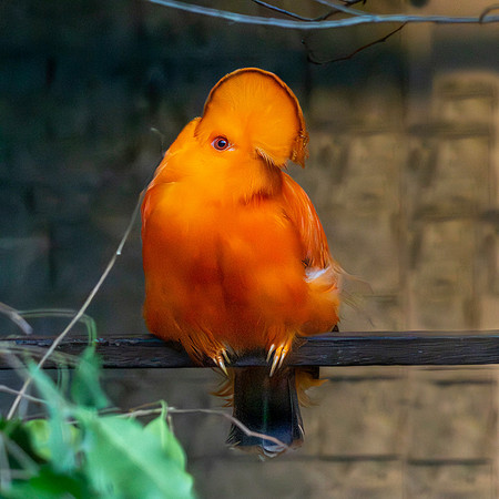 Guianan cock-of-the-rock, male