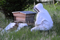 Beekeeper