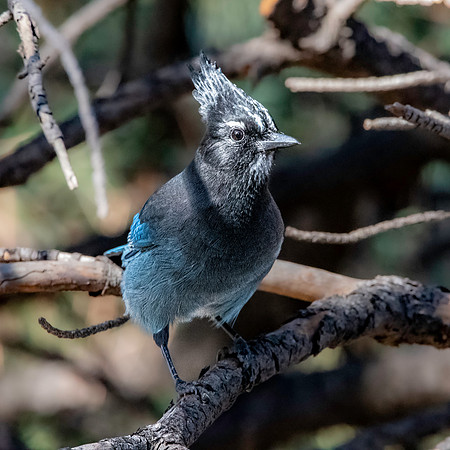 Steller's jay