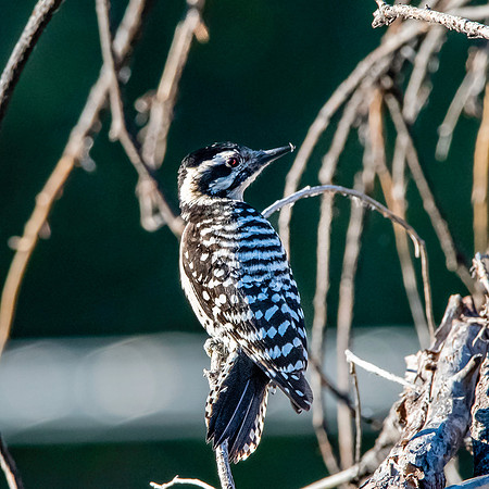 Ladder backed woodpecker, female