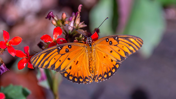 Gulf fritillary