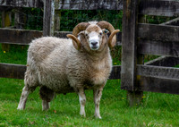 Dorset Horn Ram, New Zealand