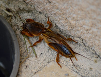 European mole cricket