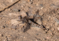 Variegated meadowhawk